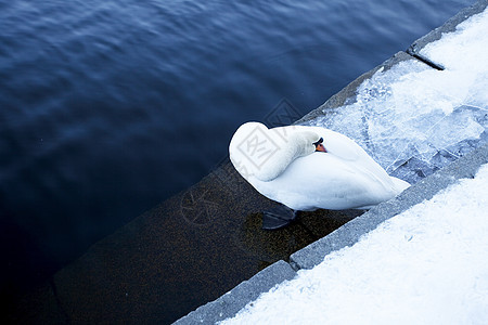 白天鹅在水中荒野树木野生动物反射蓝色运河城市池塘美丽风景图片