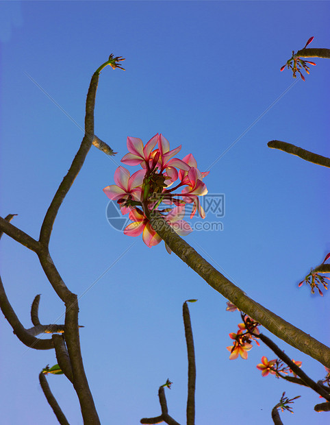 带有天空和云彩背景的红花鲜花花束花盆鸡蛋花壁纸图案花朵边框植物粉色图片