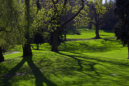 太阳的阳光破开树冠阴影远足场地农场公园叶子生长镜片草地森林图片