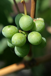 绿绿葡萄生产场地整体性树叶年报晴天藤蔓葡萄园时间酒厂图片