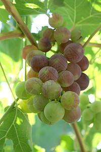 成熟葡萄自然现象收成酒厂树叶年报叶子农村藤蔓葡萄园安排图片