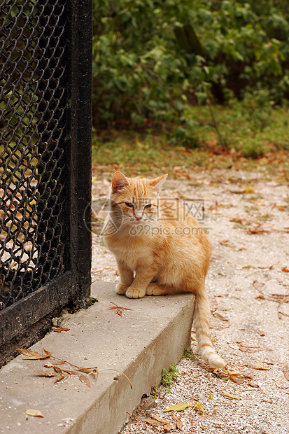 可爱的小猫咪看起来很渴望图片