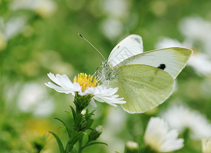 白卷菜蝴蝶动物黄色植物群绿色昆虫白色动物群花园翅膀粉蝶图片