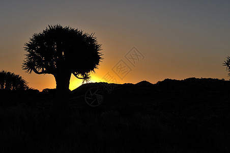 纳米比亚Quiver树林日落橙子孤独森林乡村太阳风景天空芦荟戏剧性图片