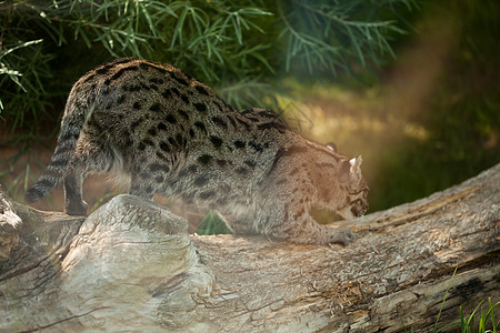 野猫坐在树上食肉公园野生动物说谎小猫草原国家猫科哺乳动物荒野图片