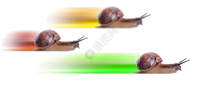 概念 快速蜗牛与彩色的轮廓白色运动竞赛行动优胜者车道动机鼻涕虫跑步动物图片