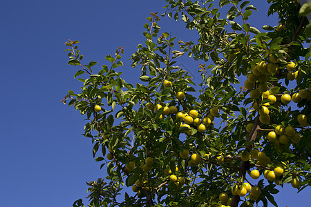 树上有橄榄绿色植物分支机构叶子饮食树枝橄榄枝食物饰物背景图片