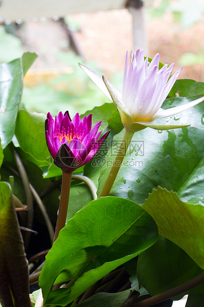 粉粉和白莲花太阳植物花瓣蓝色花园百合叶子荷花身体环境图片