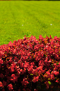 红花在公园绿草的本地上叶子花瓣夫妻脆弱性红色订婚绿色摄影美丽石头图片