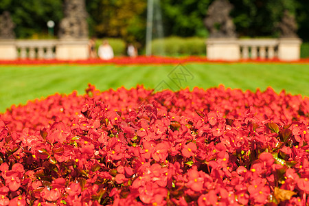 红花在公园绿草的本地上红色框架夫妻绿色订婚宏观摄影叶子花瓣美丽图片