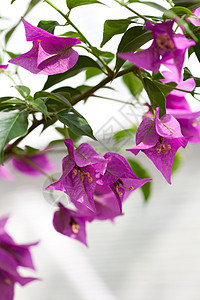 紫色花朵框架宏观绿色夫妻水平叶子石头美丽订婚摄影图片
