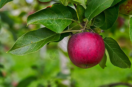 红苹果绿色食物种子采摘树叶水果红色季节馅饼圆形高清图片