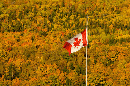 加拿大的跌落叶子条纹树叶白色织物联邦国家旗杆红色图片