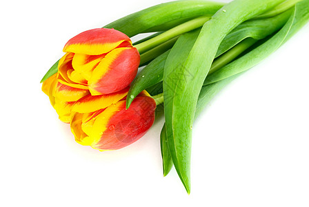 白色上孤立的红色郁金香美丽快乐植物绿色花束背景图片