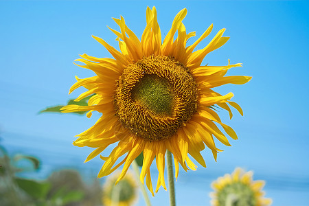 太阳花生活工作室雏菊时间黄色植物太阳向日葵白色季节图片