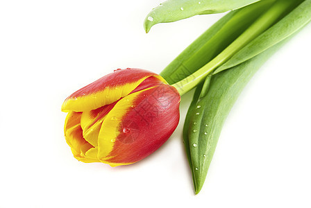 白上孤立的郁金香植物绿色快乐红色美丽背景图片