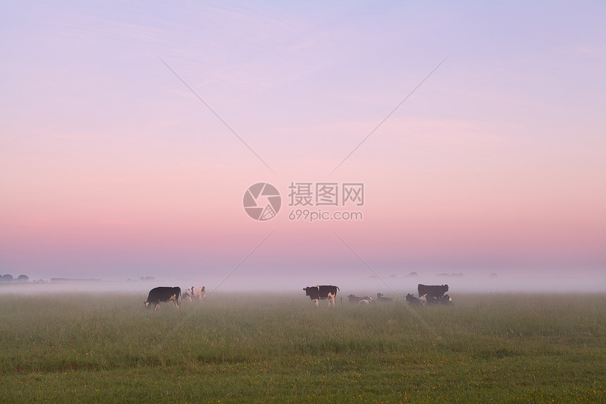 夏天少有奶牛在草地上图片