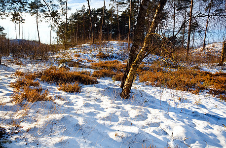 冬季森林中 Veluwe图片