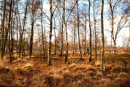 Birch-wood森林秋天图片