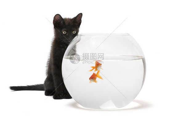 黑猫看着金鱼游进图片