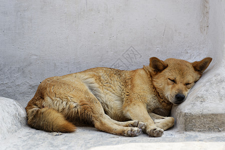 狗睡觉犬类哺乳动物休息棕色毛皮说谎睡眠地面白色动物图片