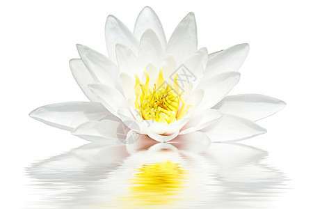 白莲花漂浮在水中背景图片