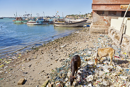 餐饮垃圾印度可提供圣牛海滨餐饮背景