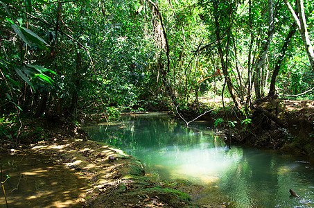热带热带森林溪流叶子石头木头阳光流动公园荒野季节岩石图片