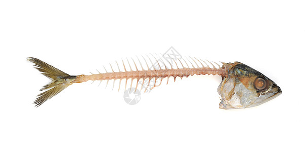 鱼骨白色骨架鲭鱼食物饮食熟鱼动物海鲜图片