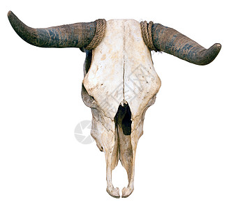 水牛头骨骨骼古董驾驶奶牛装饰品动物乡村牛仔死亡背景