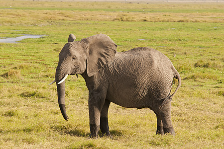 萨凡纳大象厚皮大草原动物野生动物耳朵食草象牙树干獠牙哺乳动物图片