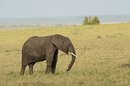 萨凡纳大象耳朵食草獠牙哺乳动物象牙厚皮大草原荒野树干野生动物图片