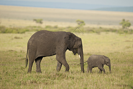 大象及其在萨凡纳的牛群獠牙小牛树干大草原厚皮野生动物耳朵食草哺乳动物象牙图片