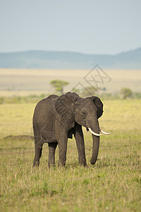 萨凡纳大象大草原野生动物食草獠牙荒野动物树干象牙耳朵哺乳动物图片
