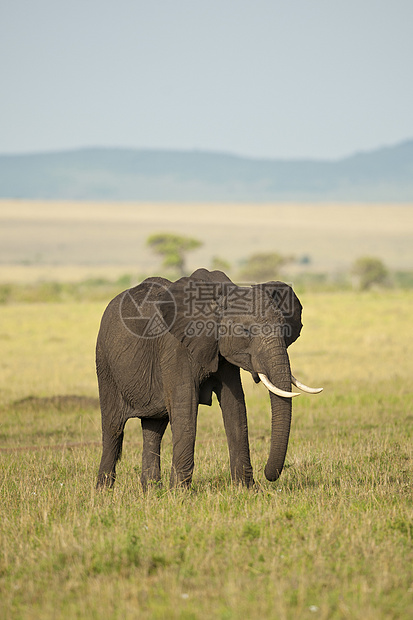 萨凡纳大象大草原野生动物食草獠牙荒野动物树干象牙耳朵哺乳动物图片