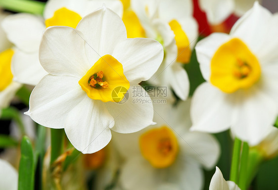 自恋花朵水仙花灯泡季节植物群花园叶子庆典生长植物公园图片