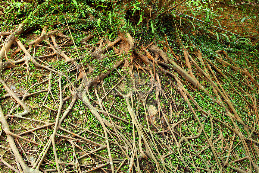 树根生态木头森林纠纷场地生活岩石土壤土地环境图片