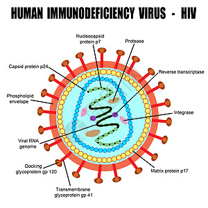 人体免疫机能丧失病毒的结构图片