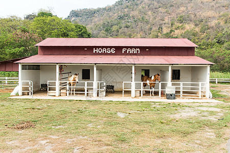 一匹小马主食 两匹小马建筑哺乳动物农场植物群棕色竞赛自由运输牧场谷仓图片