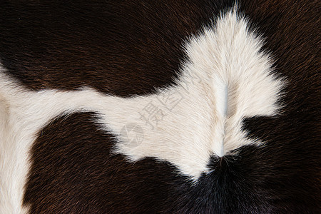 奶牛皮肤纹理黑白图案斑点小地毯地毯牛肉纺织品打印头发隐藏荒野农场图片