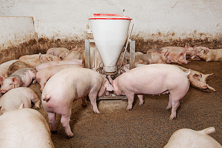 养猪场馅饼谷仓火车动物团体饲养家畜乡村产业配种图片