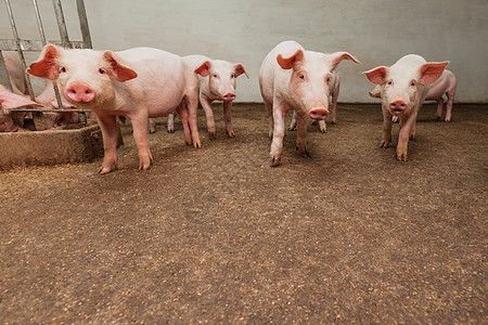 养猪场鼻子团体猪肉乡村动物工业母猪农庄哺乳动物饲养图片