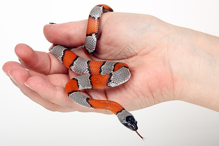 一只美丽的蛇 在人手上的假珊瑚图片