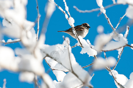 藏在雪树里的鸟图片
