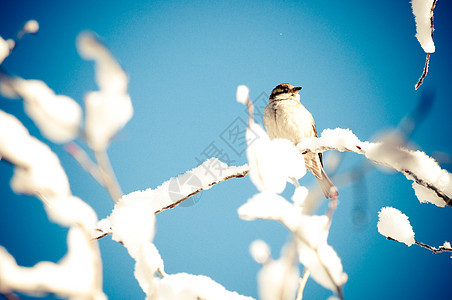 鸟在雪花覆盖的树上图片