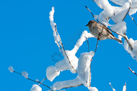雪树中的鸟图片