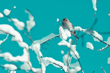 在雪树中的鸟 与水的天空图片