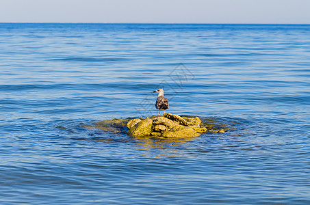 一只海鸥在蓝海中固定的石块上图片