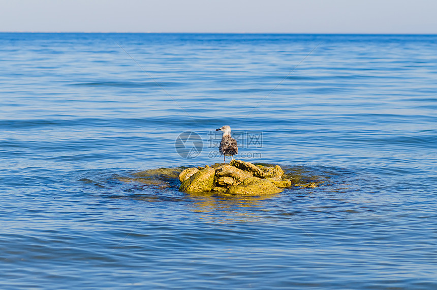 一只海鸥在蓝海中固定的石块上图片