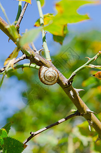一只小蜗牛紧握在植物干上 自然背景树叶季节叶子野生动物动物学日光耳蜗绿色天空螺旋图片